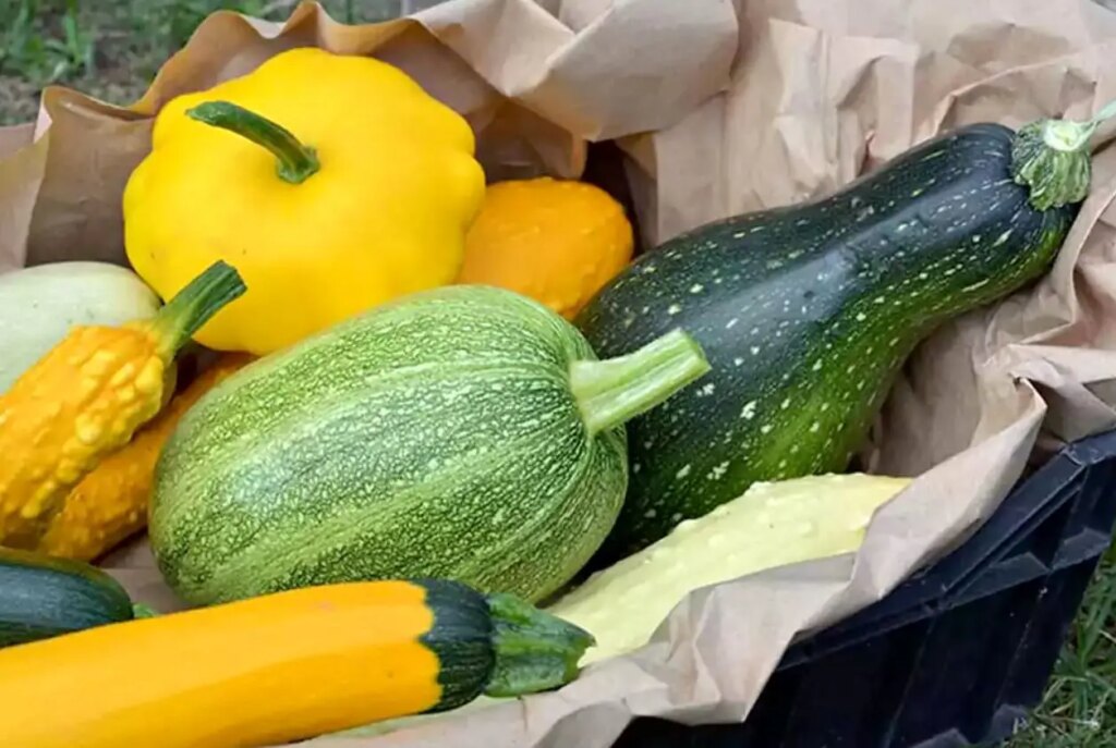 کدو حلوایی یا کدو سبز؛ کدام‌یک برای کاهش وزن بهتر است؟