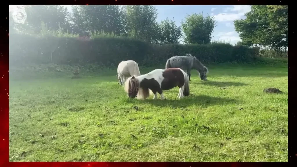 کوچک‌ترین و با نمک ترین اسب جهان