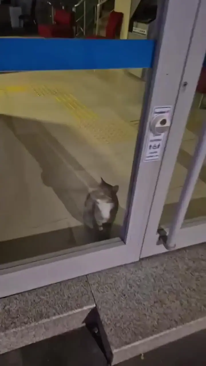 گربه سارق آژیر بانک را به صدا درآورد