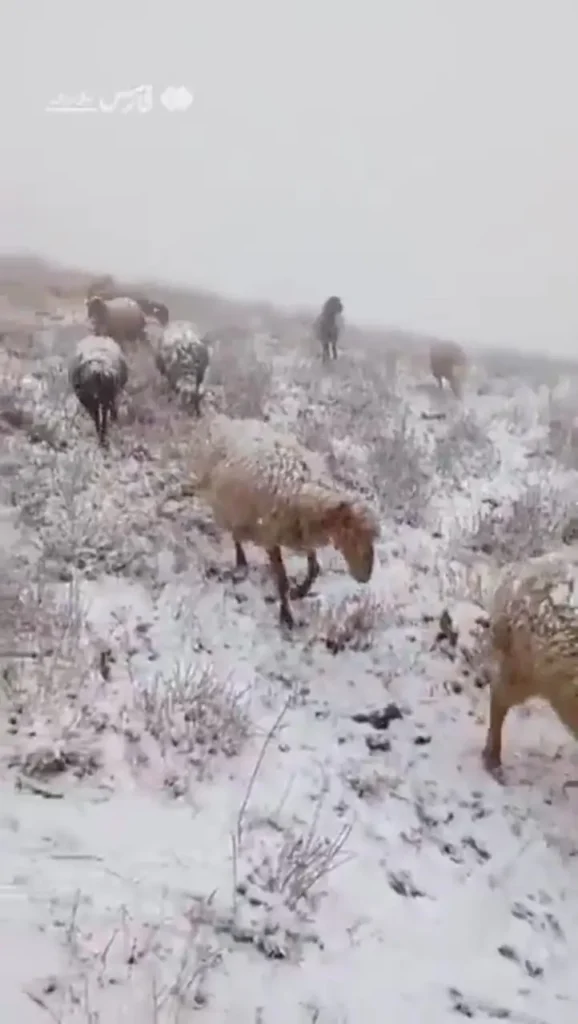 گوسفندان چالوس سفیدپوش شدند