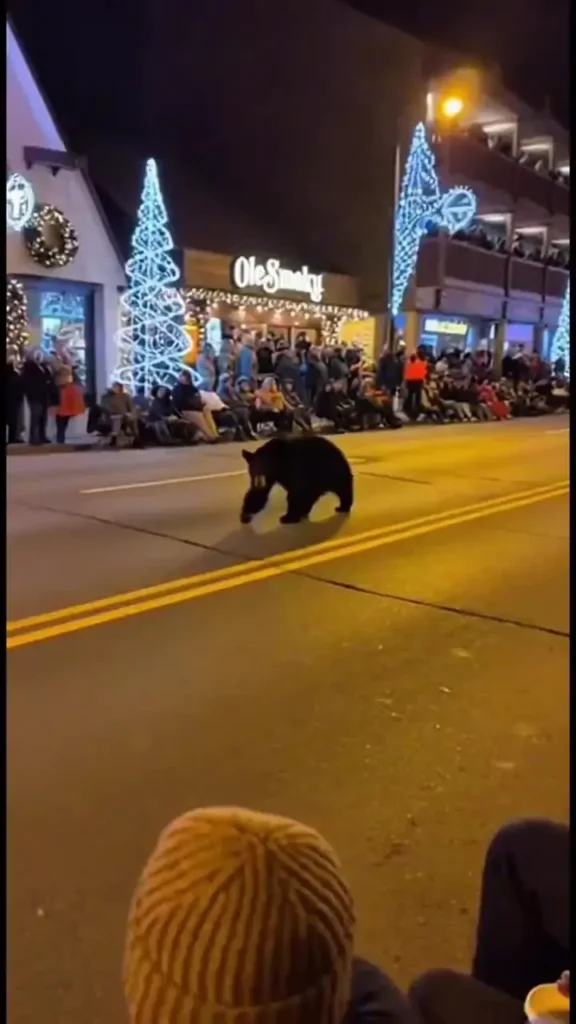 یک خرس بدون دعوت قبلی در برنامه کریسمس رژه رفت