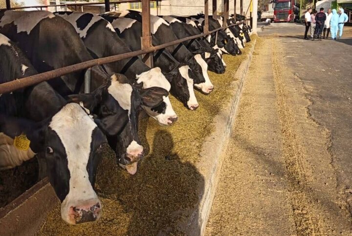 تلاش دولت برای حمایت از تولیدکنندگان دام و طیور