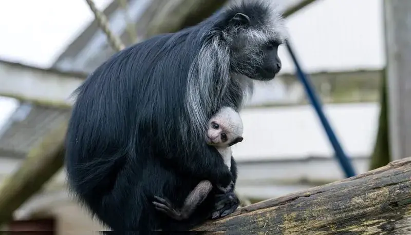 شاه میمون کلوبوس