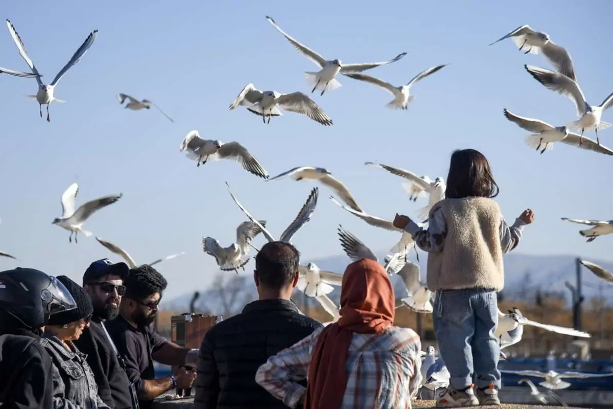 تصاویر; kakais; مهمان از 