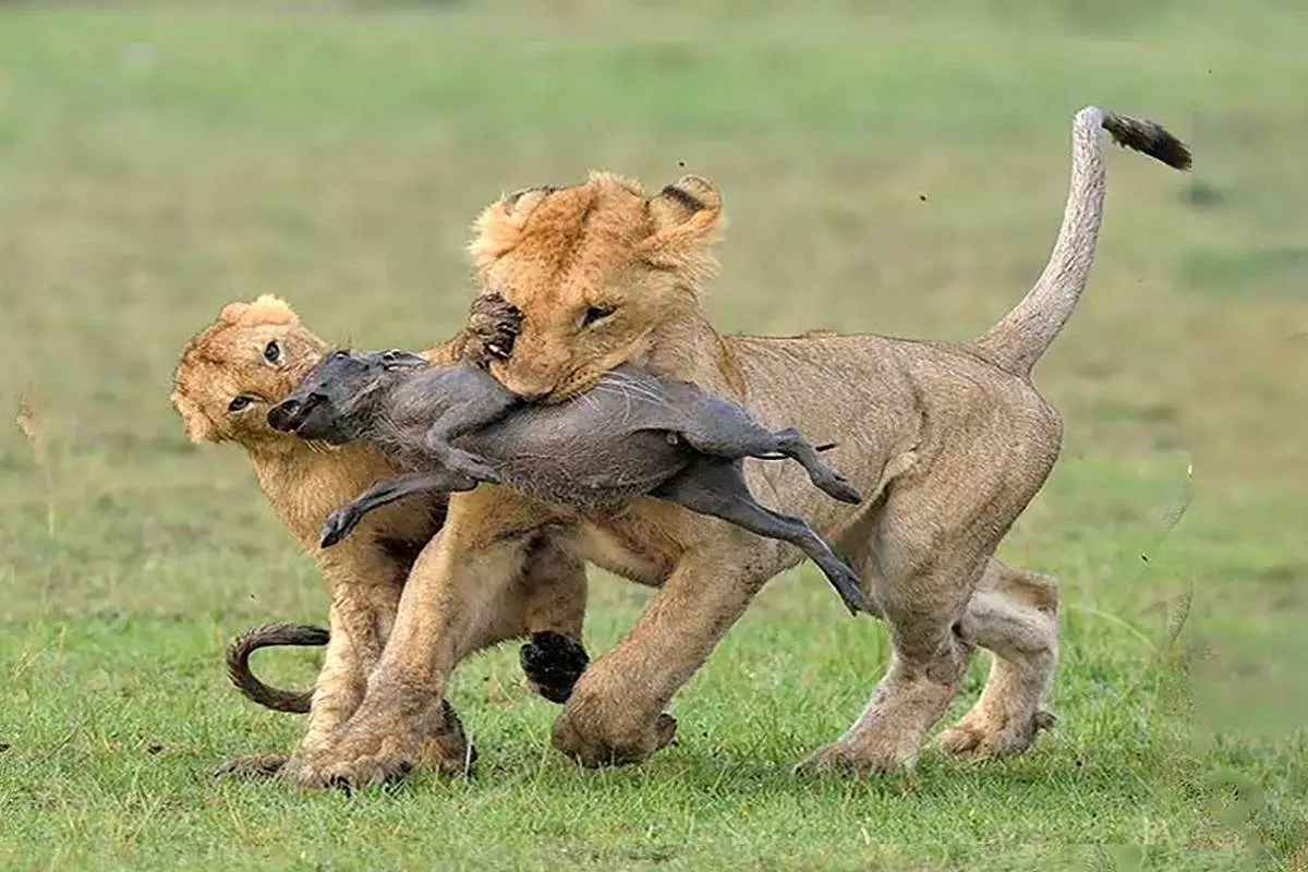 یک توله شیر و چهره ای پر از مبارزه در رودخانه