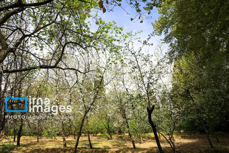 باغ شاهزاده ماهان 20