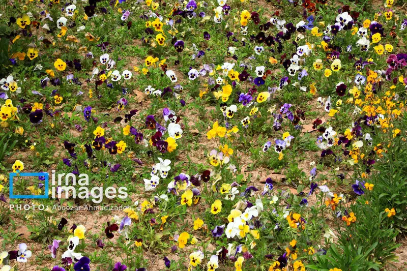 باغ شاهزاده ماهان 19