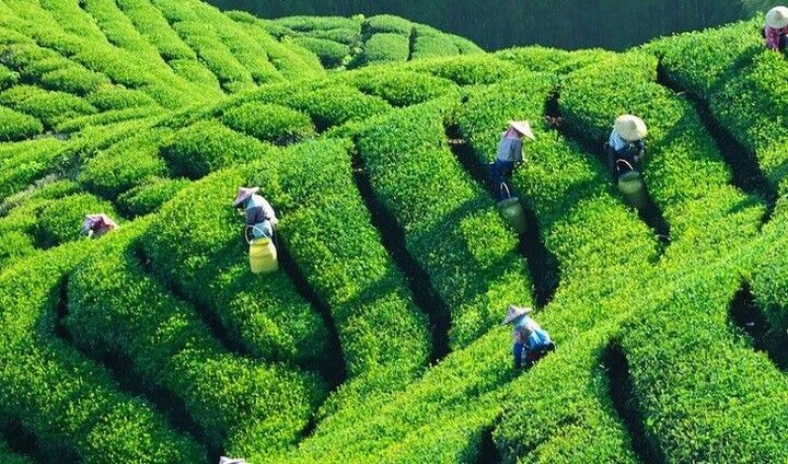 چای ایرانی؛ میراث ۱۲۶ ساله شمال در مسیر بازارهای جهانی