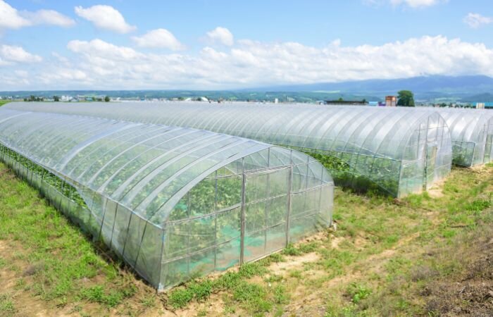 اصفهان رتبه اول تولید گلخانه ای در کشور را دارد